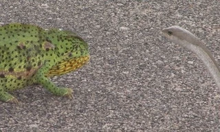 Rắn Mamba đen cực độc 'bất lực' trước con tắc kè lỳ lợm