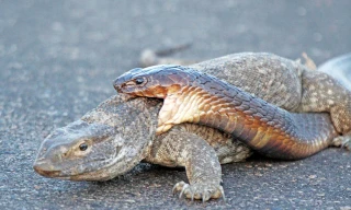 Rùng mình với cảnh rắn hổ mang truy sát kỳ đà trên đường