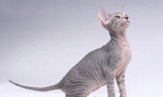 Giống mèo ít lông Peterbald, nhân sư vùng Petersburg