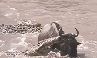 Linh dương đầu bò thoát chết ngoạn mục trước hàm cá sấu