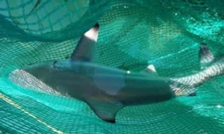 Bảo vệ cá mập khỏi những hậu quả việc đánh bắt cá