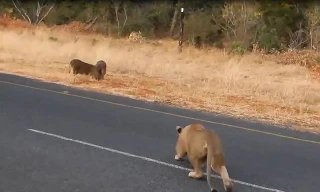 Thiếu cảnh giác, lợn rừng bị sử tử hạ sát trong ‘chớp mắt’