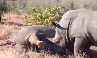 VIDEO: Tê giác tấn công đồng loại khiến hà mã hãi hùng