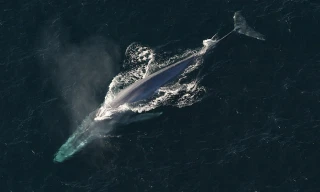Top 10 loài cá voi dài nhất hành tinh