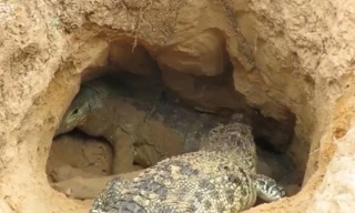 VIDEO: Màn giao chiến giữa cá sấu với rồng Komodo