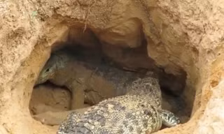 VIDEO: Màn giao chiến giữa cá sấu với rồng Komodo