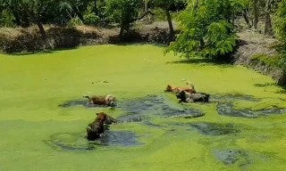 Màn thủy chiến ác liệt giữa kỳ đà với 4 chú chó