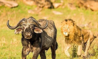 Trâu rừng vừa thoát khỏi sư tử đã bị cá sấu tấn công