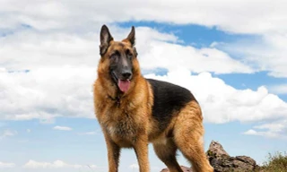 Những giống chó ngoại thích nghi tốt với khí hậu Việt Nam