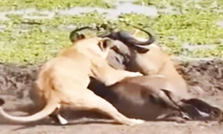 Linh dương đầu bò chết thảm dưới nanh vuốt đàn sư tử