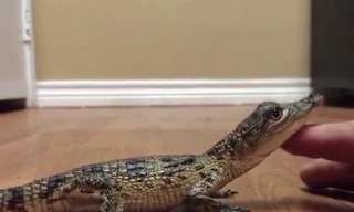 Cá sấu non siêu dễ thương, phát ra âm thanh giống cún con