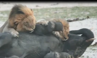 VIDEO: Đàn sư tử tấn công voi con và cái kết bất ngờ