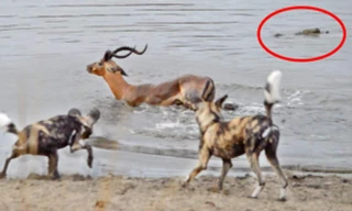 VIDEO: Bị bao vây tứ phía, linh dương chết thảm dưới hồ nước