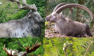 Top 10 bộ sừng và gạc đẹp nhất thế giới động vật 