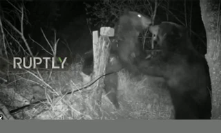 Đại chiến khu bảo tồn, gấu phá hỏng hệ thống máy quay