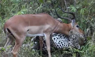 VIDEO: Báo hoa mai kết liễu linh dương Impala trong ‘chớp mắt’