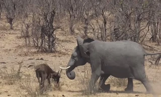 Voi nổi điên, giết hại trâu rừng con
