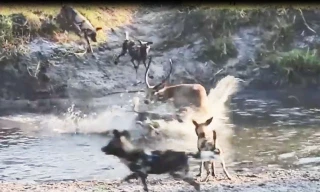 VIDEO: Linh dương Impala một mình chiến đấu với nhiều kẻ săn mồi