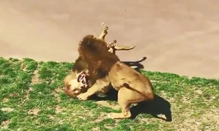 VIDEO: Màn giao chiến đẫm máu giữa 2 con sư tử