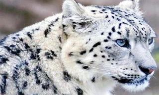 Báo tuyết, kẻ đơn độc trên dãy Himalaya