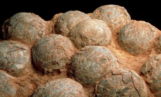 Trứng khủng long có màu gì?