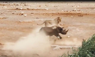 Tê giác giao đấu với sư tử và cái kết khó lường