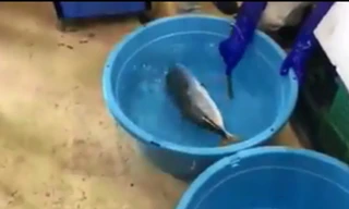 Lạ lùng người đàn ông Nhật ‘hồi sinh’ con cá đông lạnh