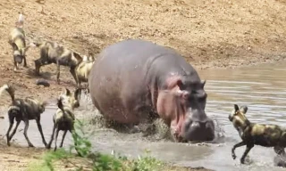  Đàn chó hoang liều lĩnh cướp mồi của hà mã