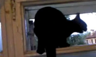 Kỳ lạ, chú mèo đen có thể sủa giống chó