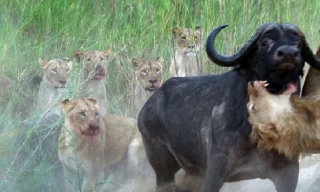 Nhờ đồng loại, trâu rừng thoát chết khỏi hàm sư tử 