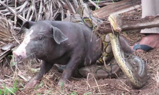 ‘Nghẹt thở’ màn giải cứu lợn trước sự tấn công của trăn khổng lồ