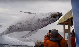 Cá voi lưng gù khổng lồ nhảy lên khỏi mặt nước.