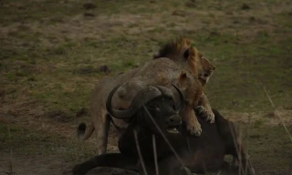 Sư tử giết chết trâu rừng.