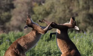 Giai thoại về nguồn gốc cái tên “kangaroo” của loài chuột túi