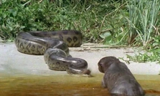 Cuộc chiến sinh tử giữa báo đen và trăn khổng lồ