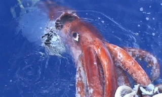 Mực khổng lồ nước sâu, hiện thân của quái thú Kraken