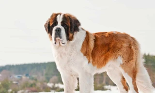 Top 3 giống chó cao nhất thế giới 