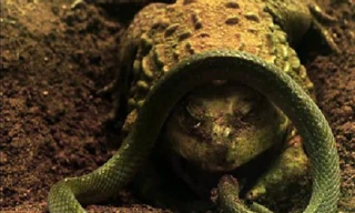 Pha thoát chết thần kỳ khỏi miệng ếch của rắn nước