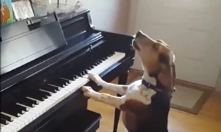 Độc đáo chú chó 'đàn hát' như ca sĩ chuyên nghiệp