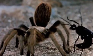 Cận cảnh trận chiến khốc liệt giữa nhện và ong bắp cày 