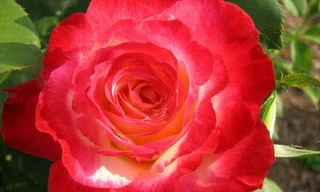 Khám phá những giống hoa hồng đẹp nhất thế giới