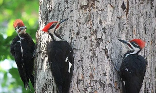 Chim gõ kiến mổ vào gỗ.