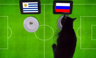Mèo Cass dự đoán Nga sẽ đánh bại Uruguay.