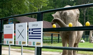 Voi Citta dự đoán các trận đấu bằng cách chọn trái cây.