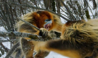 Trận chiến quyết liệt để tranh giành thức ăn của khỉ tuyết