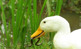 Chú vịt 'săn' ếch ngay ở vũng nước trong vườn