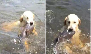 Chú chó trổ tài bắt cá trê siêu đẳng nhưng lại để hụt đáng tiếc