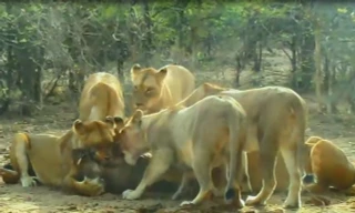 Ẩn nấp trong hang, lợn rừng vẫn bị đàn sư tử xơi tái