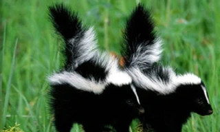 Top 10 loài động vật ‘bốc mùi’ nhất thế giới 