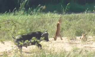 Trâu rừng tấn công bầy sư tử, cứu sống thằn lằn